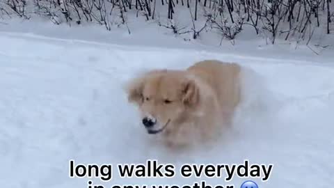 Golden retriever