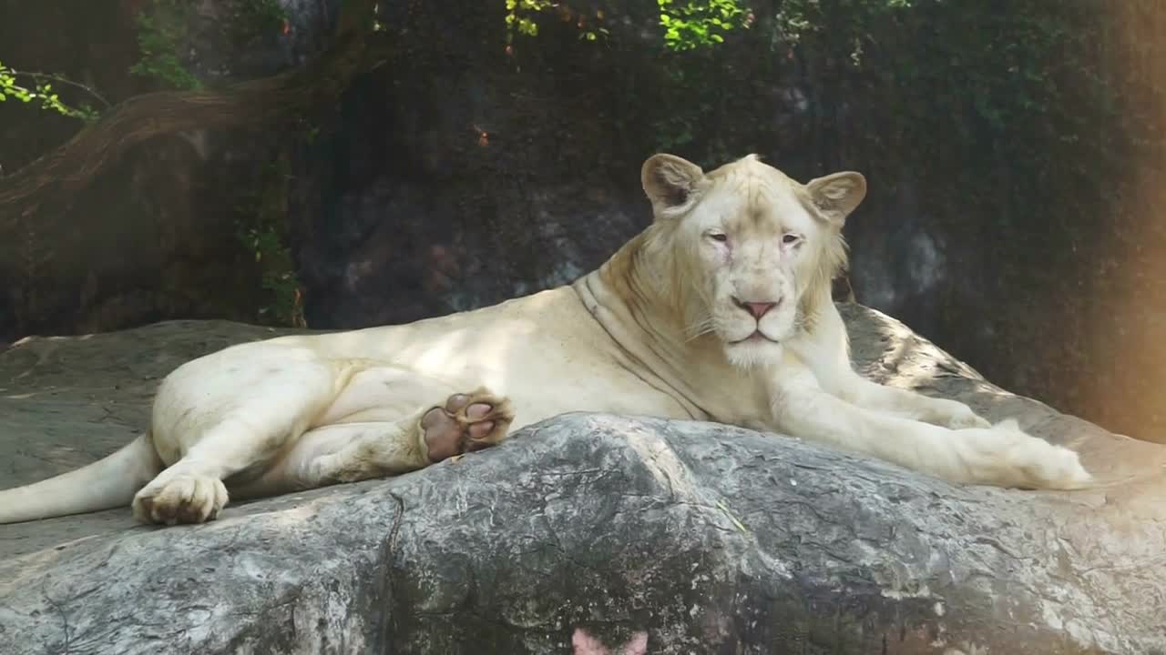 Old white lion sleeping under the tree shade in summer day