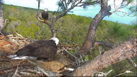 Bald Eagles Romeo & Juliet Welcome Peace to the Nest- Watch the Eaglet Hatch!