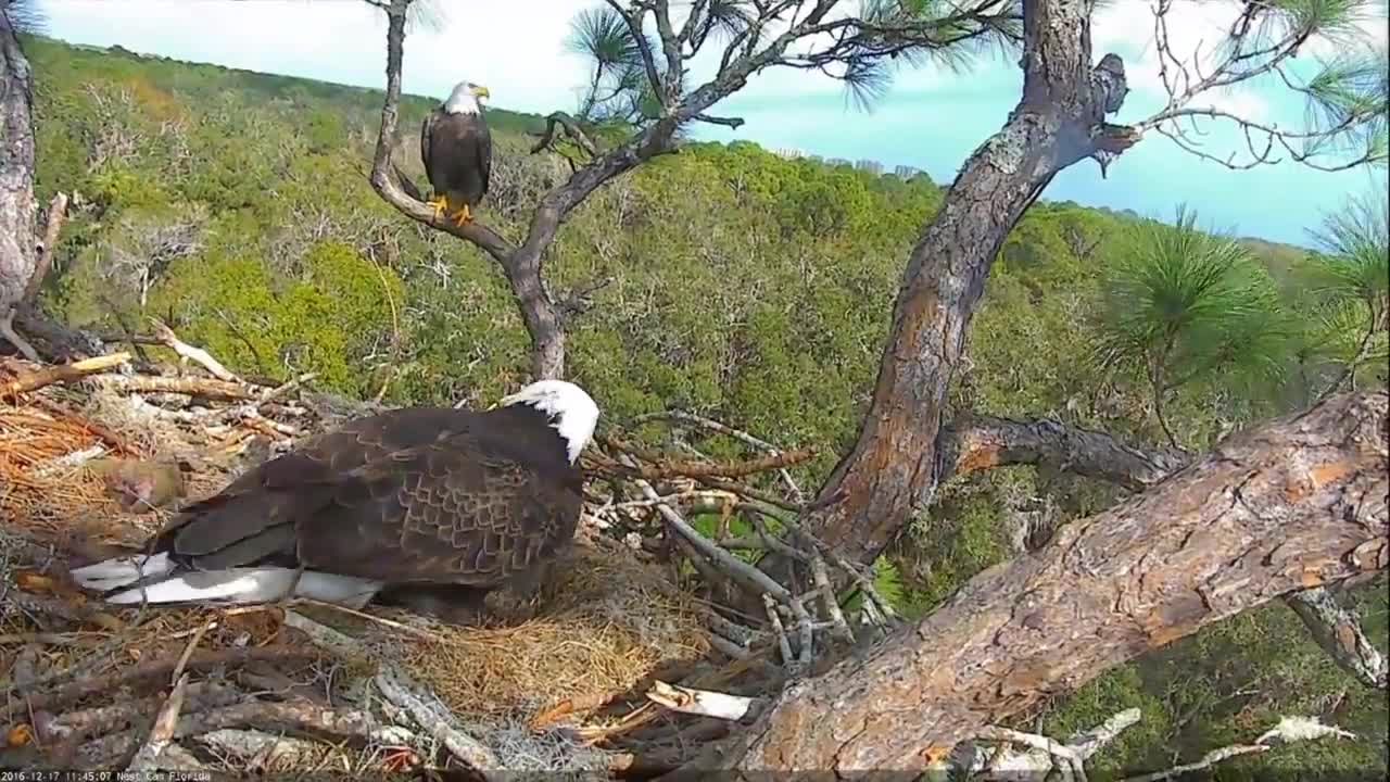Bald Eagles Romeo & Juliet Welcome Peace to the Nest- Watch the Eaglet Hatch!