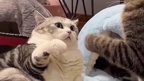 Playful Cat Enjoys Toys and Treats.