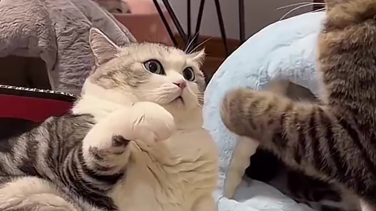 Playful Cat Enjoys Toys and Treats.