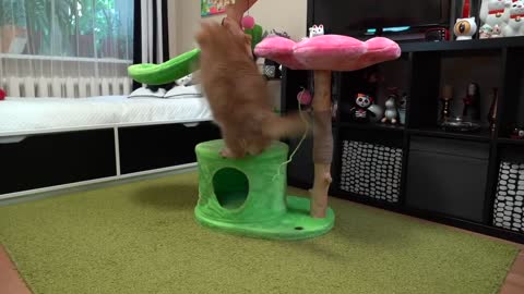Floral Cat Tree
