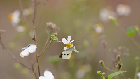 Nature and beauty