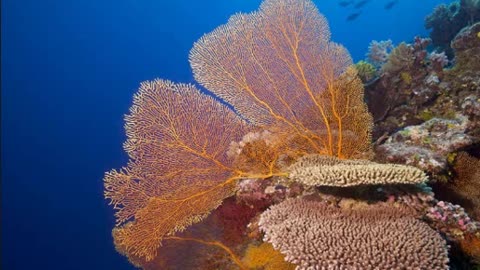 Charming Beautiful Seabed View