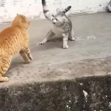 funny fight cats and dog