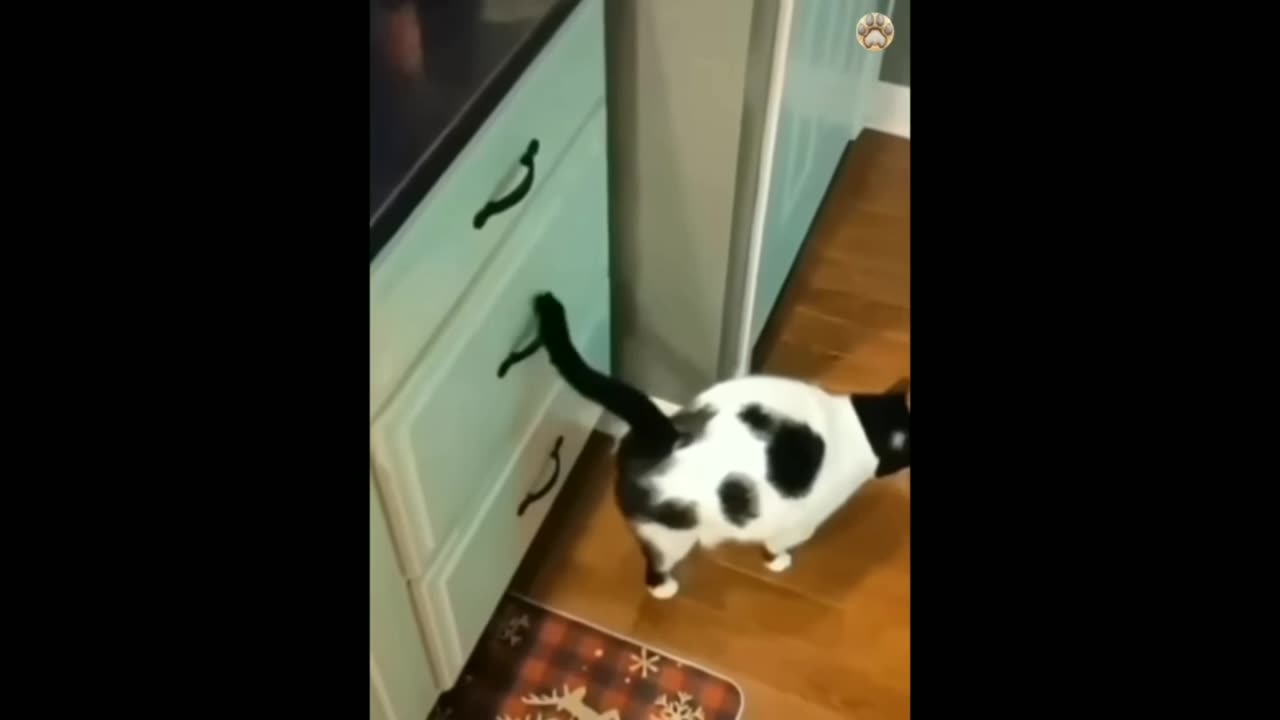 Funny videos and funny animals