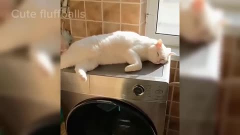 Funny Dogs and Cats 😹🐶 Hilarious animal videos 2023