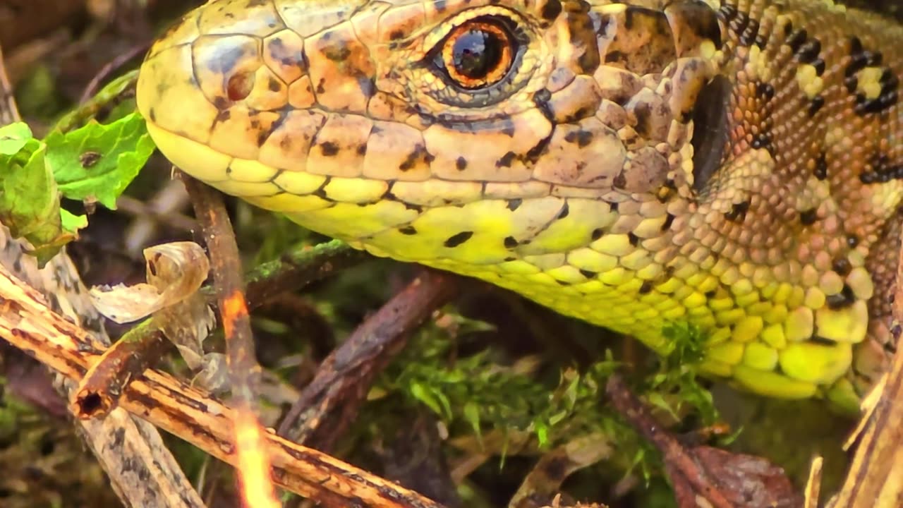 Lizard looking out of small burrow / beautiful lizard in nature close-up.