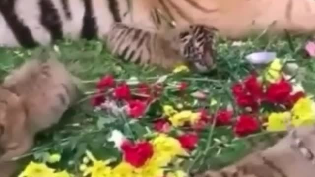 The tiger