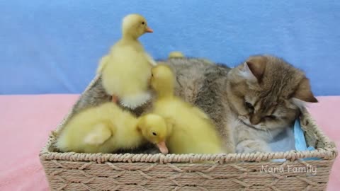 Kitten plays with duckling so cute