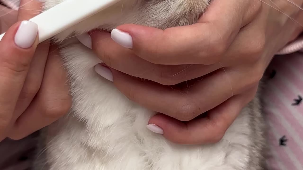 How_to_brush_your_cat's_teeth_🦷(1080p60).mp4