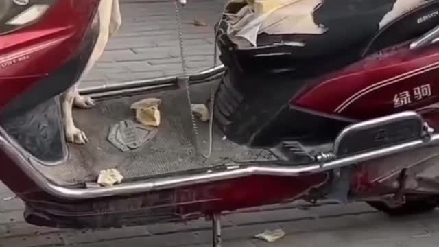 Best Funny Animal Videos 2022 🤣😹 Cute Cats And Dogs 🐶 Funny Cats And Dogs Videos