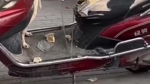 Best Funny Animal Videos 2022 🤣😹 Cute Cats And Dogs 🐶 Funny Cats And Dogs Videos