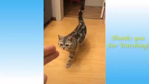 Best Funny Animal Videos of the year 2024, funniest animals ever relax with cute animals video