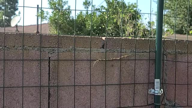 Gang stalk for speaking the truth