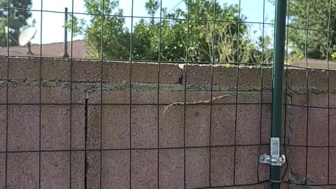 Gang stalk for speaking the truth