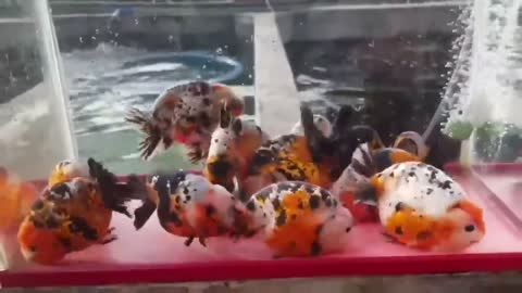 The most beautiful Calico Ranchu goldfish collection-14