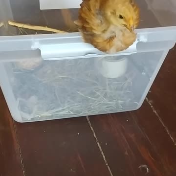 Goldi is going to sleep, look how cute it is!