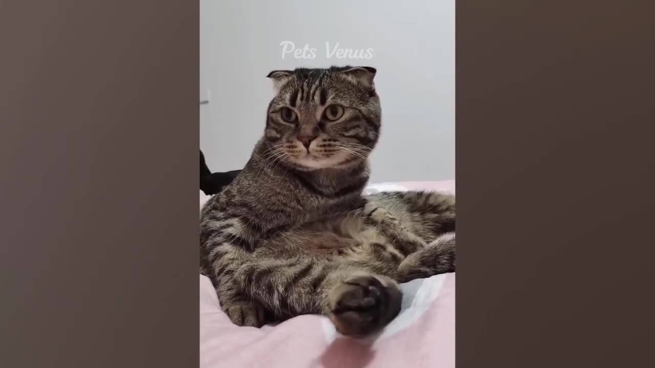 Trending Funny Animals