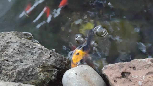 Koi koi koi