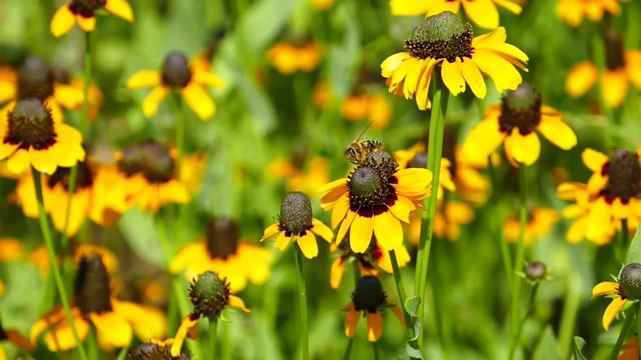 Bee Flowers Plants Insect Pollen Bloom Animal