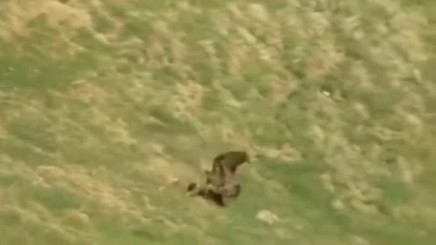 How Golden Eagle Attacks Fox From The Sky