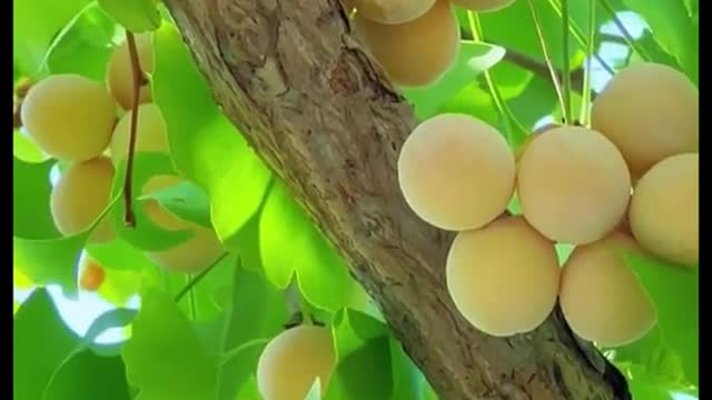 Ginkgo, Ginkgo biloba