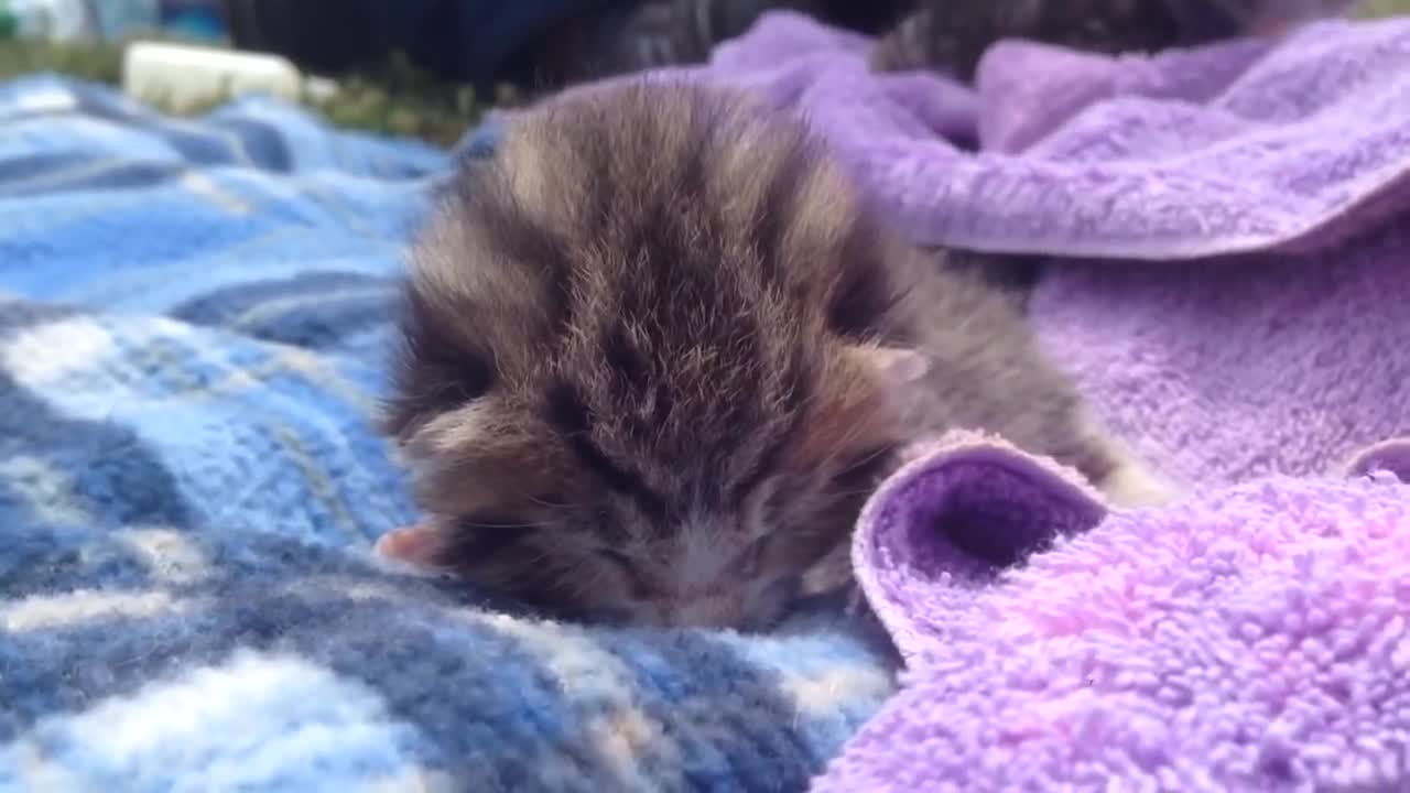 Kitten 9 day old crying with maximum cuteness