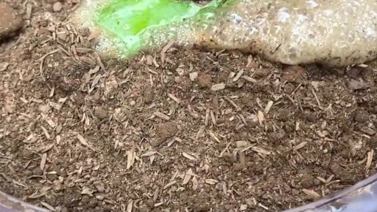 Skill Let's see technique of grafting Mango Fruit with Apple