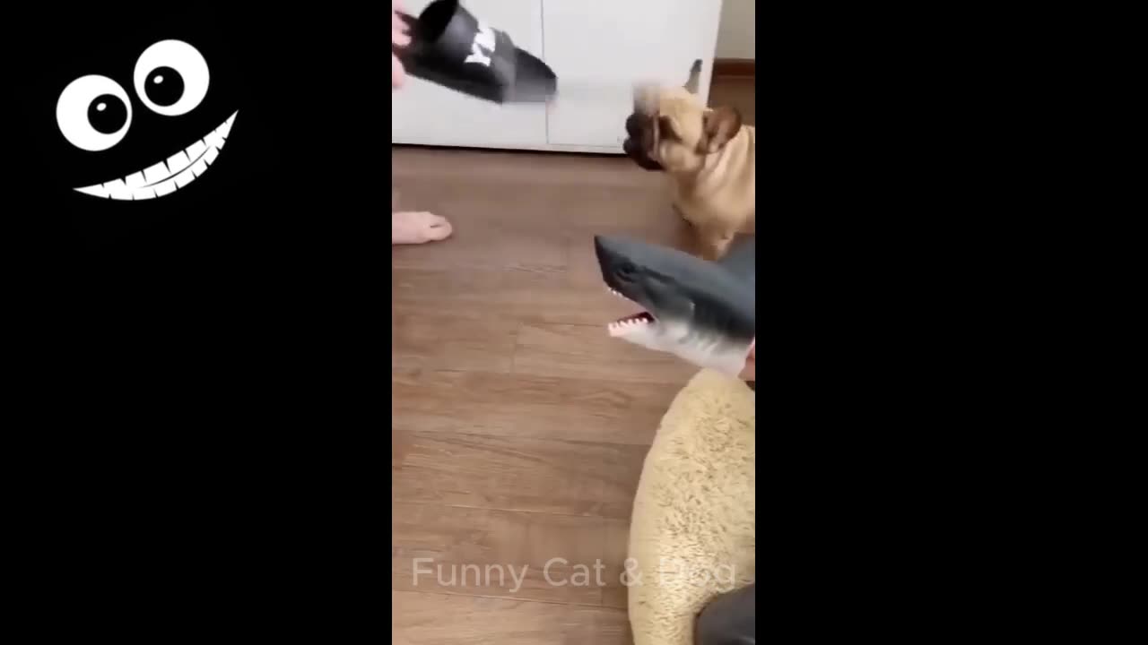 😂 Hilarious Animal Antics🐾 | Cat😹 | Dog🐶