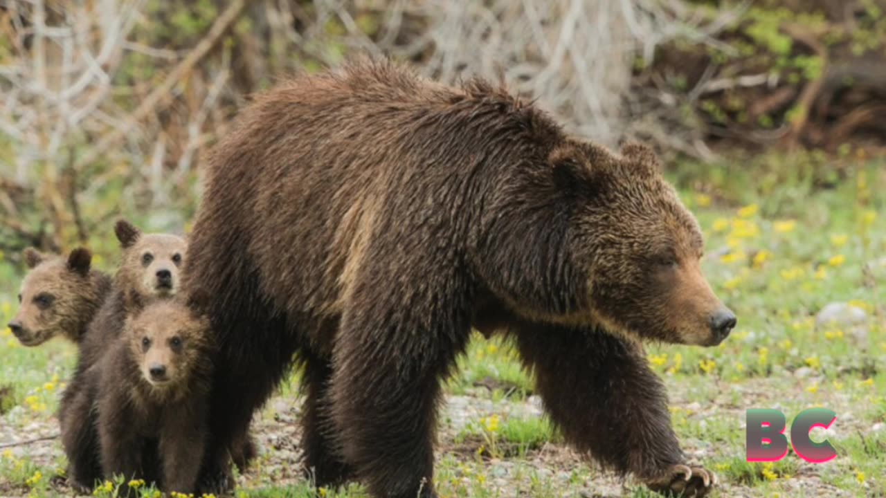 Beloved grizzly momma bear struck, killed by car in national park