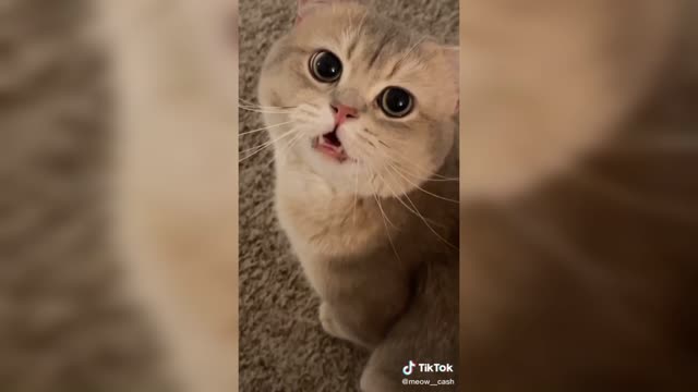 Funny videos with cat