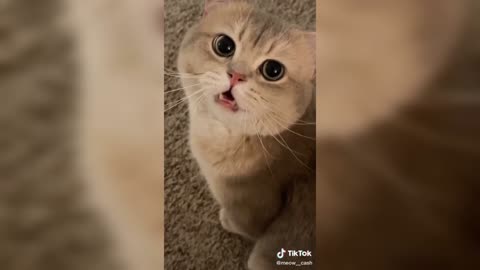 Funny videos with cat