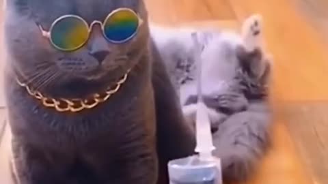 Funny 🤣🤣cats Vedio|Smart cat