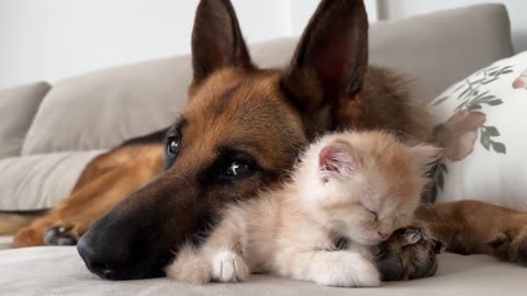 Kitten and German Shepherd are best friends