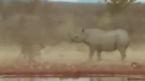 Cute and Funny Animals wildlife