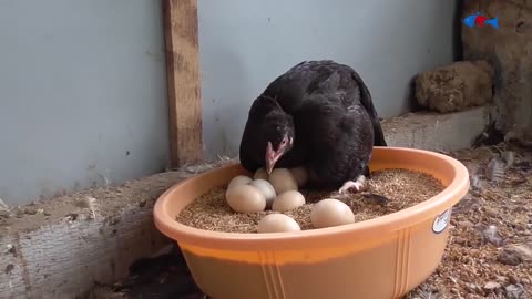 Amazing BORN "MURGI" Hatching Eggs in chaff to Chicks Born - Crazy Hen Harvesting Eggs to chiicks-16