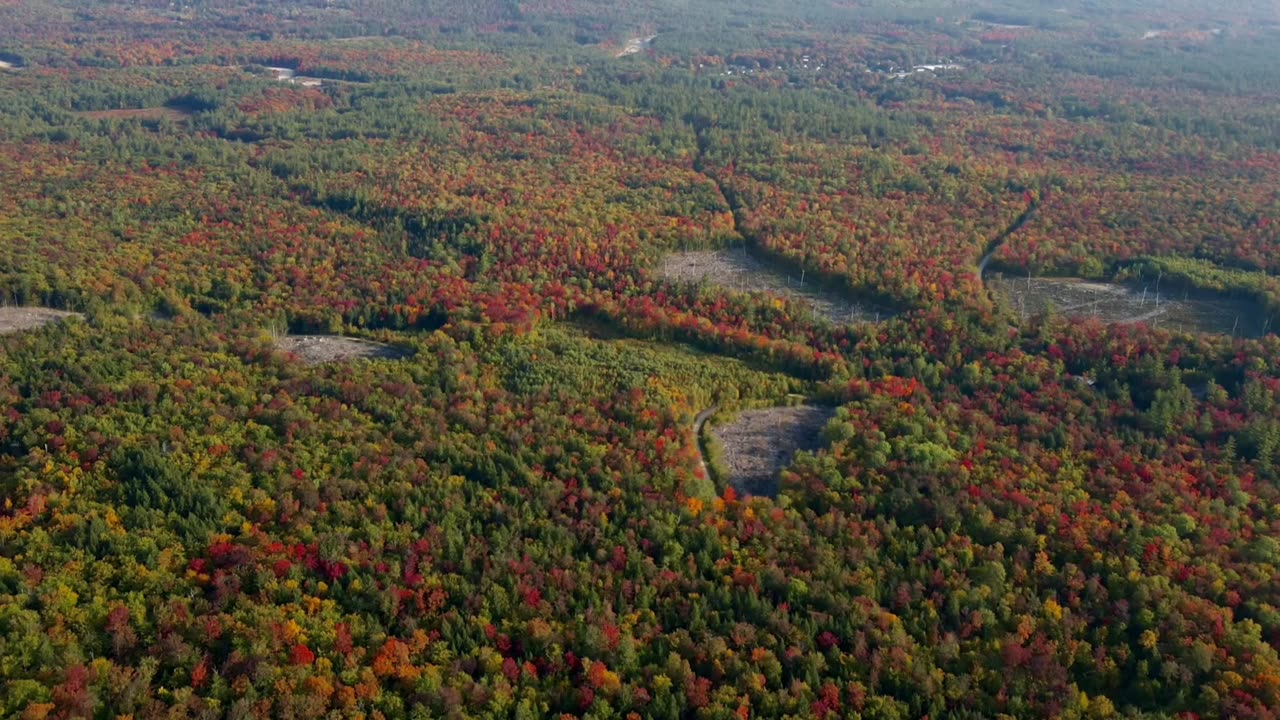 Fall Forest Autumn Royalty Free Stock Aerial Drone Footage