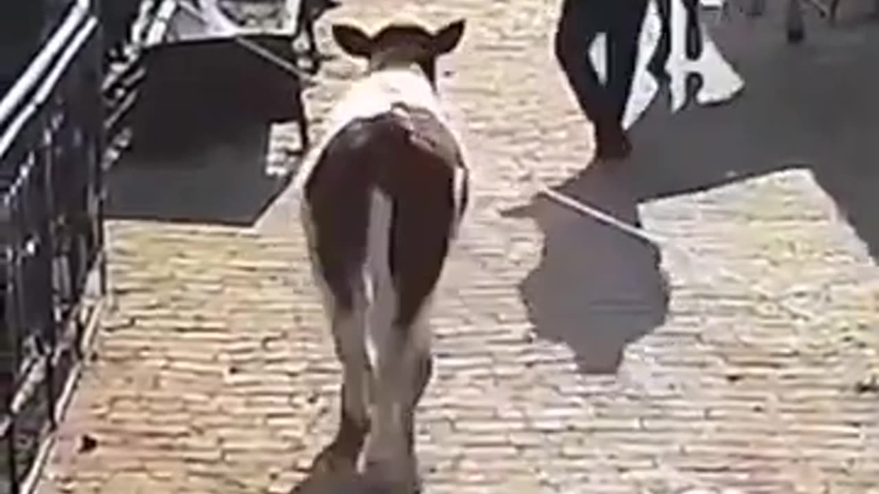 Funniest animals 2023 π±In tiktok π Funny and Fails Pets Video