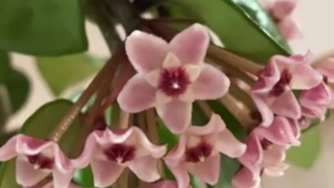 🌸 #Hoya Surprises - how Hoya Krinkle 8 blooms? Beautiful pink #flowers #hoyaplant