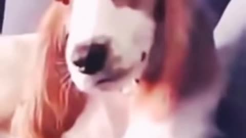 Dog looking at his owner make out with girlfriend