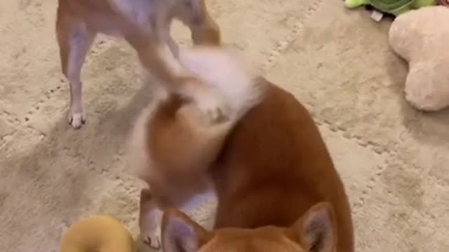 The dog kept hitting the other