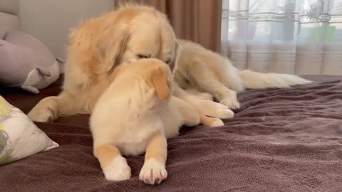 Golden Retriever is tired of playing with a Puppy
