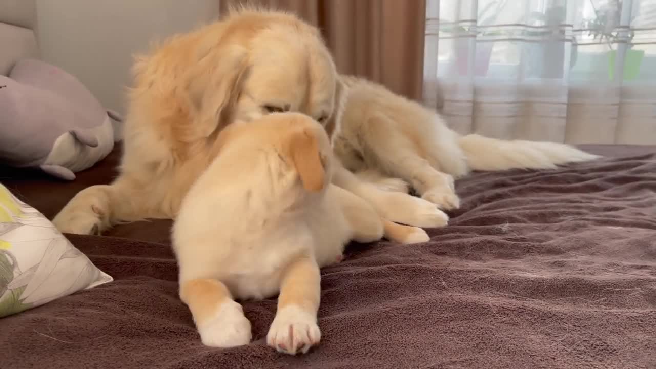 Golden Retriever is tired of playing with a Puppy