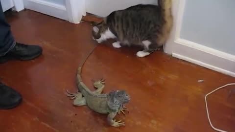 Angry Cats vs Wild Animals