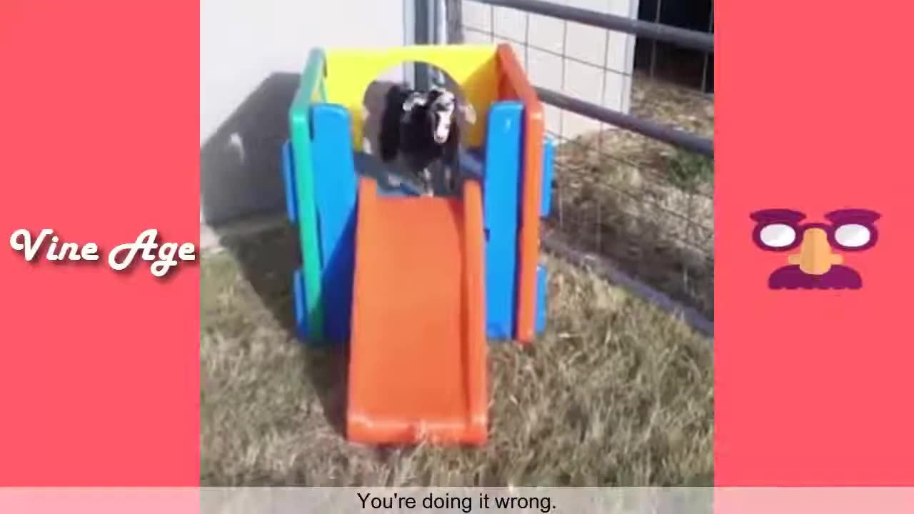 TRY NOT TO LAUGH!!