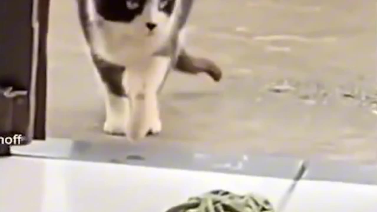 Funny cat funny animals videos funny animals