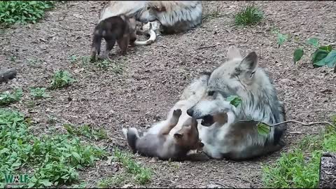 Wolf Dad Grows Grumpy Around Relentless and Adorable Pups lovely