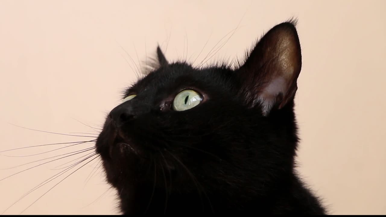 Video of Black Cat